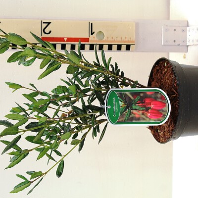 Crinodendron hookerianum c2